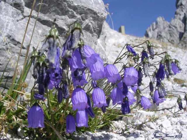 campanula dei ghiaioni 2